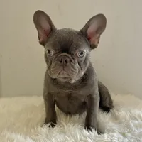 Male, Blue Full Suit, a male French Bulldog for sale in Houston, TX – Photo 1 of 5