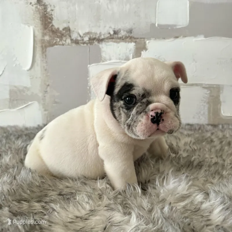 Male, Merle – English Bulldog puppy for sale in Houston, TX
