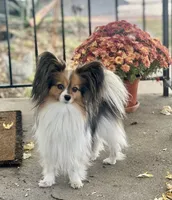AKC Cody, a male Papillon for sale in Houston, TX – 5 of 6