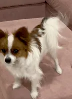AKC Cody, a male Papillon for sale in Houston, TX – 6 of 6