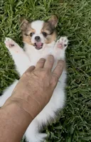 AKC Cody, a male Papillon for sale in Houston, TX – 3 of 6