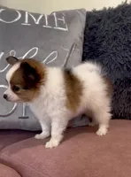 AKC Cody, a male Papillon for sale in Houston, TX – 2 of 6