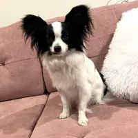 Clara, a female Papillon for sale in Houston, TX – Photo 2 of 5
