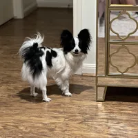 Clara, a female Papillon for sale in Houston, TX – Photo 3 of 5