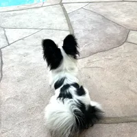 Clara, a female Papillon for sale in Houston, TX – Photo 4 of 5