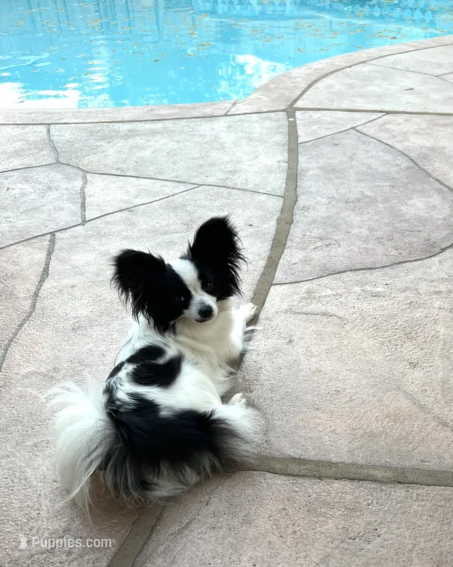 Clara, a female Papillon for sale in Houston, TX – Photo 1 of 5
