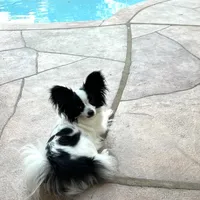 Clara, a female Papillon for sale in Houston, TX – Photo 1 of 5