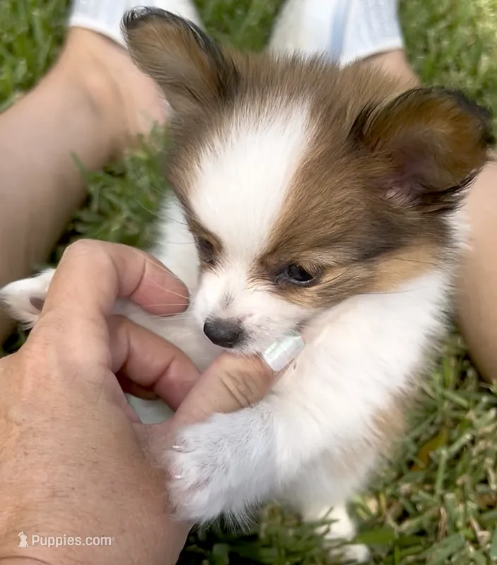 AKC Cody – Papillon puppy for sale in Houston, TX