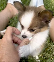 AKC Cody, a male Papillon for sale in Houston, TX – 1 of 6