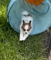 AKC Cody, a male Papillon for sale in Houston, TX – 4 of 6