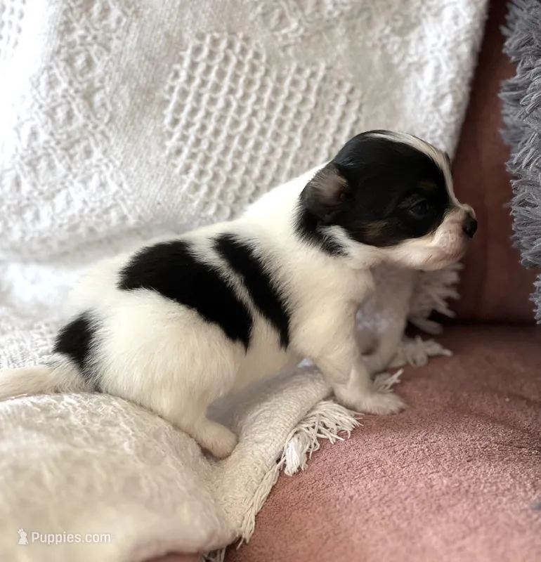 Bella – Papillon puppy for sale in Houston, TX