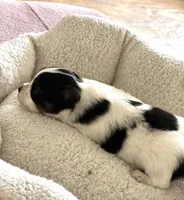 Bella, a female Papillon for sale in Houston, TX – Photo 3 of 10