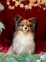 Bella, a female Papillon for sale in Houston, TX – Photo 6 of 10