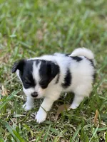 AKC Bella, a female Papillon for sale in Houston, TX – Photo 2 of 10