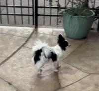 Bella, a female Papillon for sale in Houston, TX – Photo 8 of 10