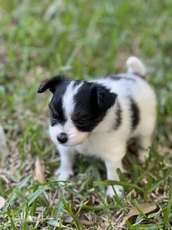 AKC Bella, a female Papillon for sale in Houston, TX – Photo 1 of 10