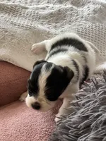 Bella, a female Papillon for sale in Houston, TX – Photo 4 of 10