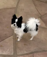 Bella, a female Papillon for sale in Houston, TX – Photo 10 of 10