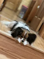 Bella, a female Papillon for sale in Houston, TX – Photo 7 of 10