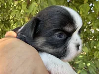 Bolt , a male Shih Tzu for sale in Bloomington, CA – 3 of 7