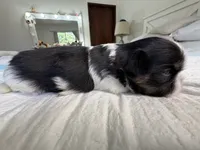 Bolt , a male Shih Tzu for sale in Bloomington, CA – 7 of 7