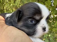 Bolt , a male Shih Tzu for sale in Bloomington, CA – 1 of 7