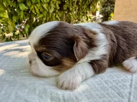Bell , a female Shih Tzu for sale in Bloomington, CA – 4 of 5