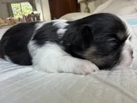 Bolt , a male Shih Tzu for sale in Bloomington, CA – 2 of 7