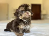 Broly, a male Shih Tzu for sale in Bloomington, CA – Photo 5 of 6