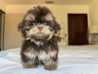 Broly, a male Shih Tzu for sale in Bloomington, CA – Photo 3 of 6