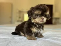 Broly, a male Shih Tzu for sale in Bloomington, CA – Photo 2 of 6