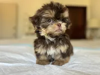 Broly, a male Shih Tzu for sale in Bloomington, CA – Photo 4 of 6