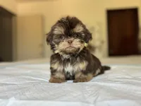 Broly, a male Shih Tzu for sale in Bloomington, CA – Photo 6 of 6