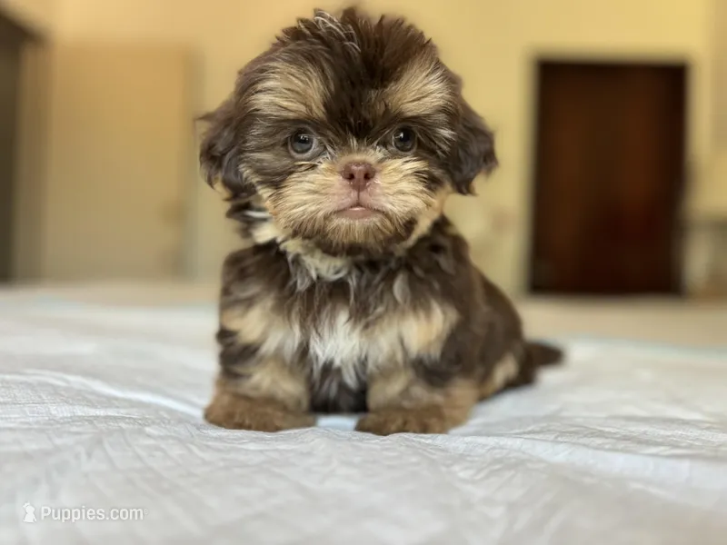 Broly, a male Shih Tzu for sale in Bloomington, CA – Photo 1 of 6