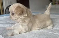 Elsa, a female Shih Tzu for sale in Bloomington, CA – Photo 4 of 9