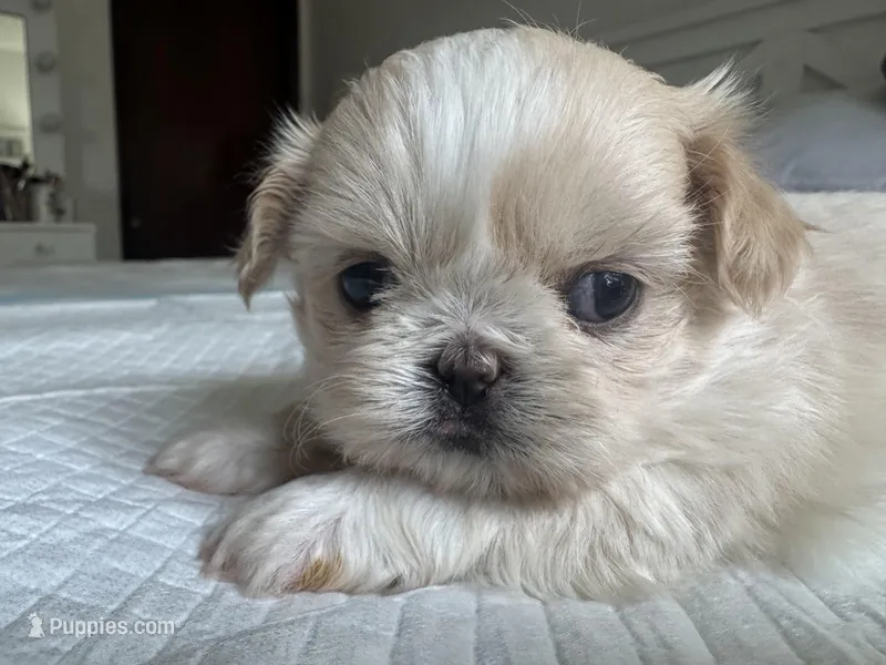 Elsa, a female Shih Tzu for sale in Bloomington, CA – Photo 1 of 9