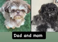 Elsa, a female Shih Tzu for sale in Bloomington, CA – Photo 6 of 9