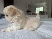 Elsa, a female Shih Tzu for sale in Bloomington, CA – Photo 9 of 9