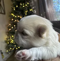 Elsa, a female Shih Tzu for sale in Bloomington, CA – Photo 8 of 9