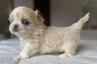 Elsa, a female Shih Tzu for sale in Bloomington, CA – Photo 5 of 9