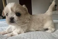 Elsa, a female Shih Tzu for sale in Bloomington, CA – Photo 7 of 9