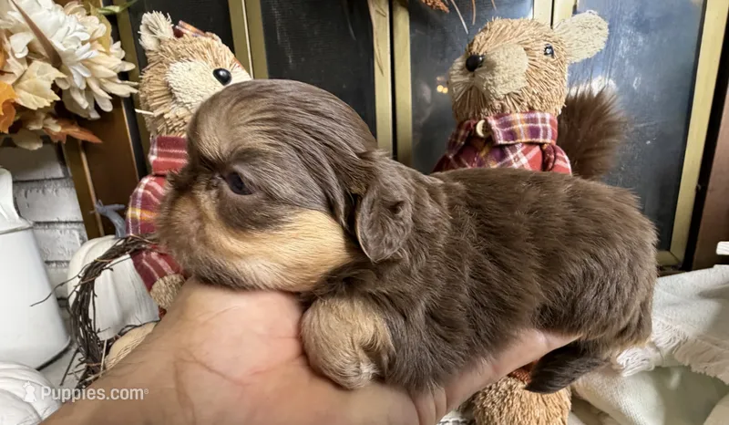 Brownie  – Shih Tzu puppy for sale in Bloomington, CA