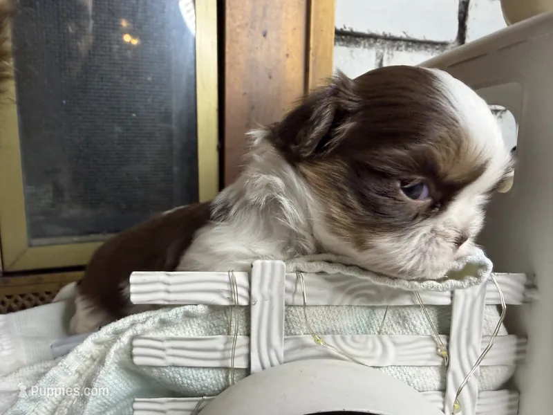 Bell  – Shih Tzu puppy for sale in Bloomington, CA