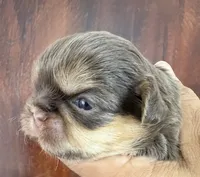 Brownie , a female Shih Tzu for sale in Bloomington, CA – 1 of 5
