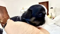 Bolt , a male Shih Tzu for sale in Bloomington, CA – 6 of 7