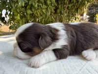 Bell , a female Shih Tzu for sale in Bloomington, CA – 5 of 5