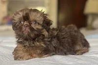 Cinnamon, a female Shih Tzu for sale in Bloomington, CA – Photo 2 of 5