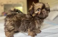 Cinnamon, a female Shih Tzu for sale in Bloomington, CA – Photo 5 of 5