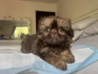 Cinnamon, a female Shih Tzu for sale in Bloomington, CA – Photo 4 of 5