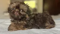 Cinnamon, a female Shih Tzu for sale in Bloomington, CA – Photo 3 of 5
